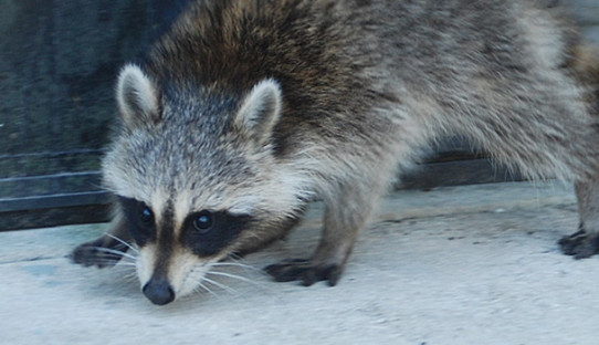 Raccoon Removal in Peru