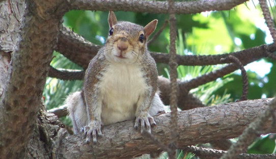 Squirrel Removal in Peru